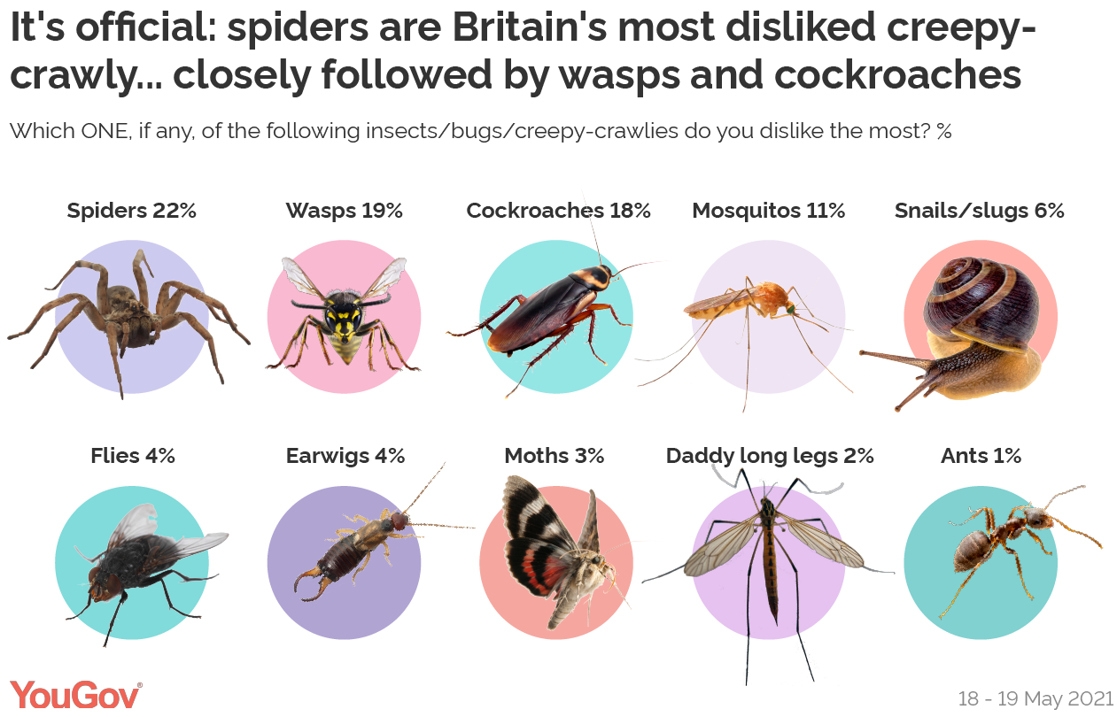 britain-s-most-disliked-creepy-crawlies-which-one-is-yours-dorset-eye